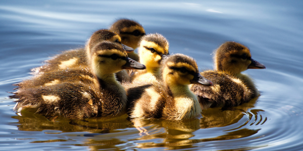 Native Ducklings
